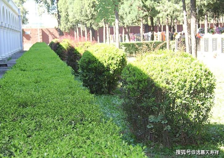 外侨公墓成立时间是？园区环境怎么样？